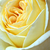 Rumena - Vrtnica čajevka - Golden Tower®